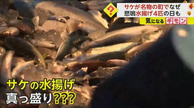岩手県の宮古市魚市場で水揚げされた魚