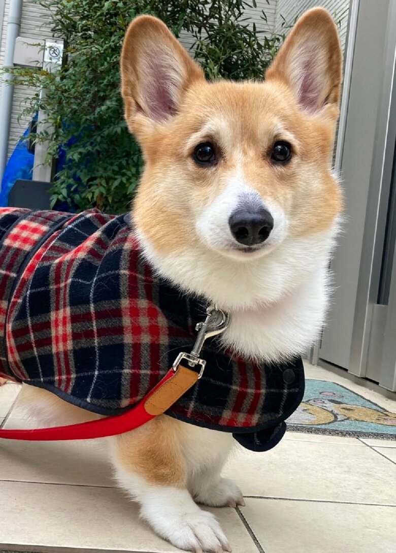 キリッとしたベルちゃん