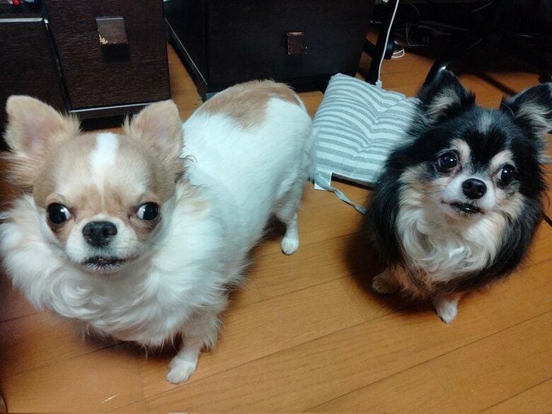 左：玉緒ちゃん　右：“姉”犬のヲトコちゃん