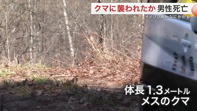 罠にかかっていたのは体長およそ1.3メートルのクマだったという