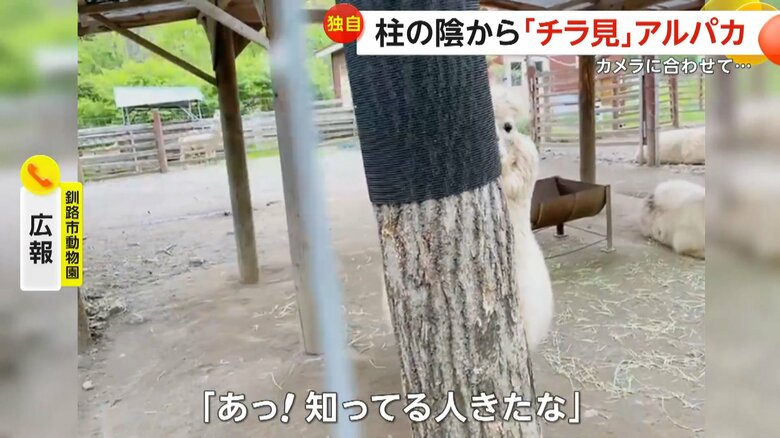 「あっ！知ってる人きたな」とご飯を期待しているというエルシーちゃん