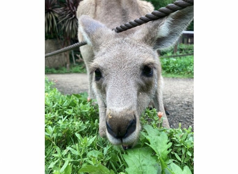 クローブ（提供：横浜市立金沢動物園）