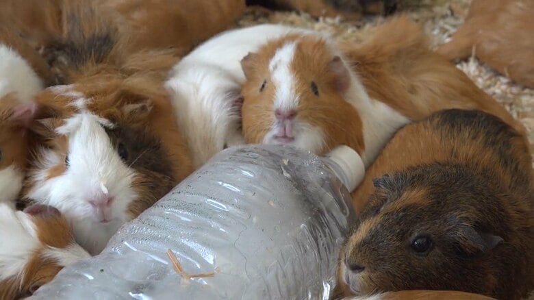 画像提供：公益財団法人東京動物園協会