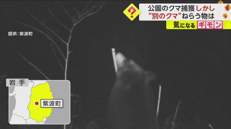 岩手県で撮影されたクマの様子⑤