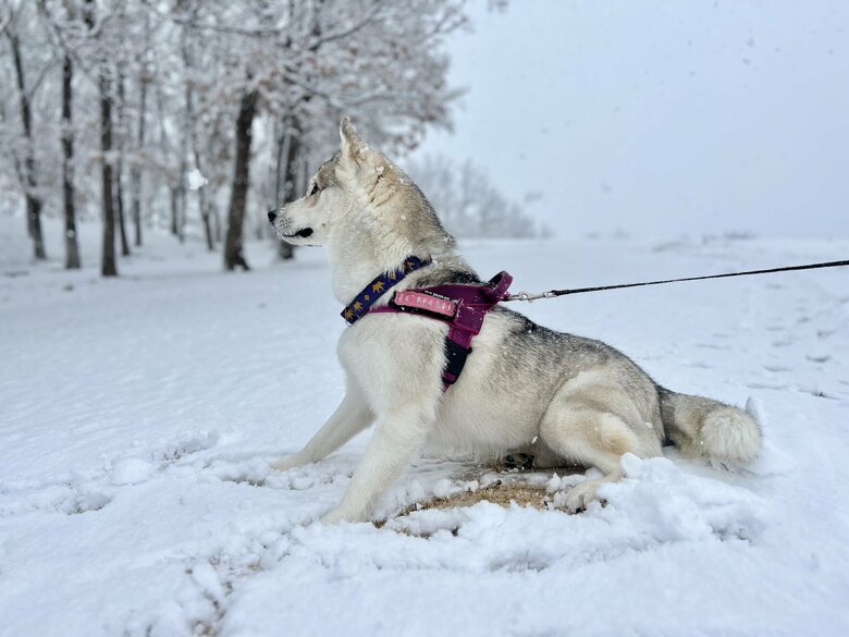 提供：ハスキーいちみちゃんと田舎暮らしさん