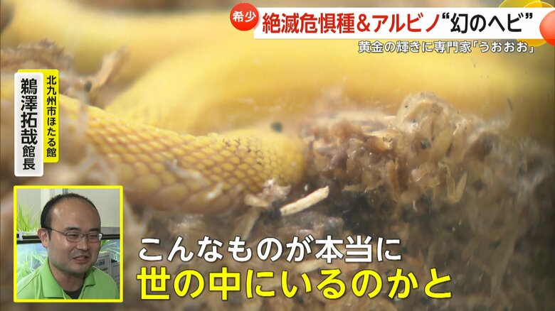 体の色素が抜けた珍しいアルビノ個体のヘビ