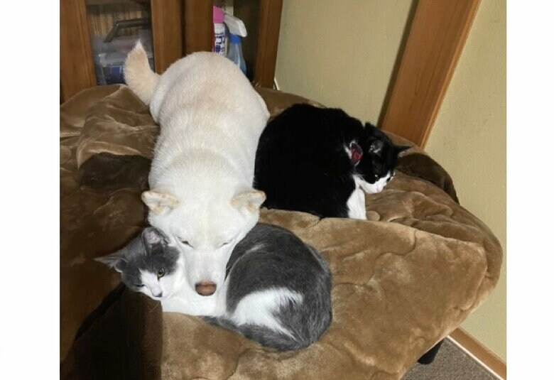 提供：連呼 cubnushi all-starさん