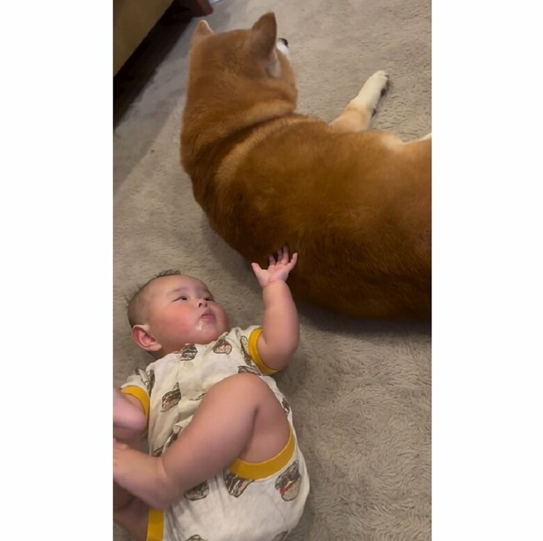 娘さんは興味あるけど、べりやんくんは興味なし