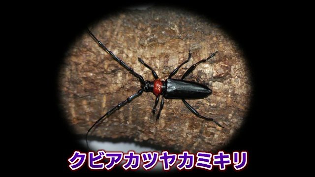 クビアカツヤカミキリ　バラ科の木を好む　被害は福島県の隣県まで