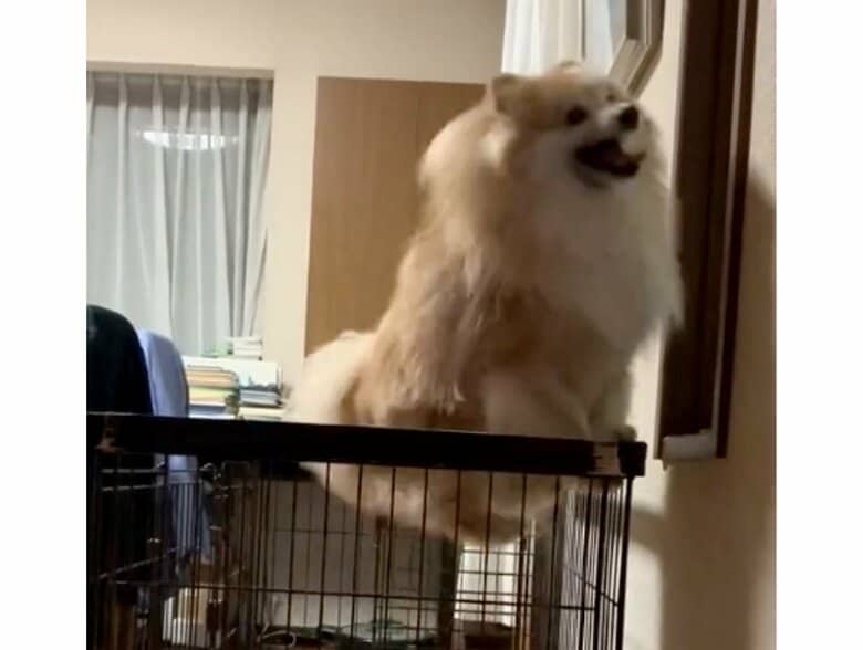 提供：デカポメ《えり太》との日々さん