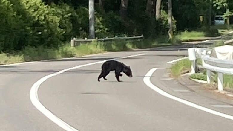 左前足がないようにみえるクマ（住民提供）