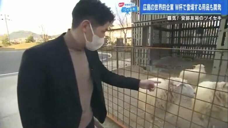 ヒツジに逃げられる安部さん