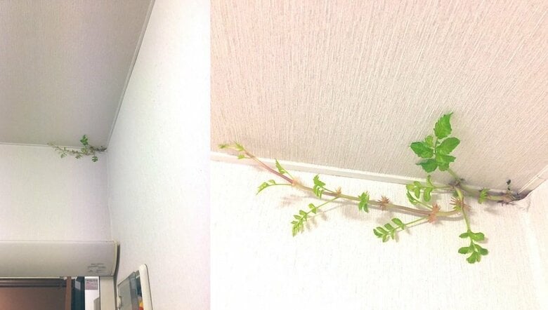 発見から8日目（8月15日）成長期だろうか。伸びるのが早い