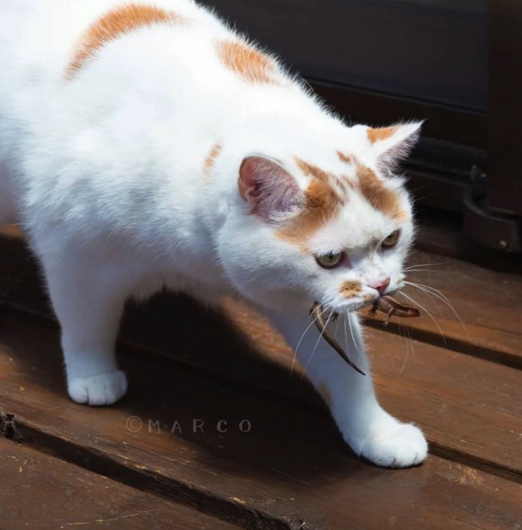 ヤモリを捕まえたメイくん（提供：MARCOさん）