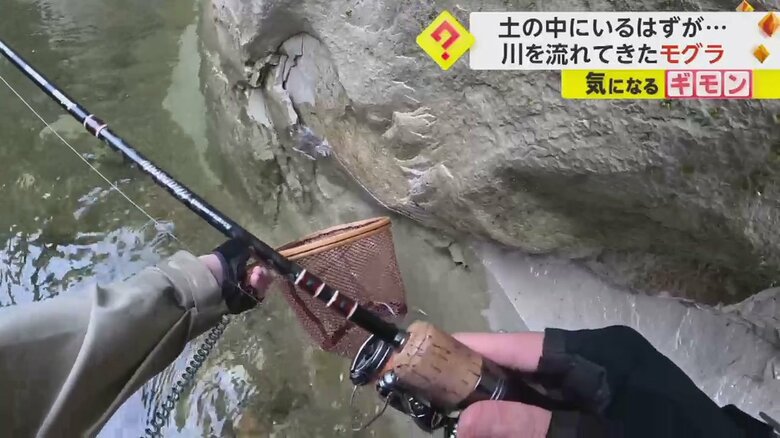 釣りで使用していたタモに向かって泳いでくるモグラ③