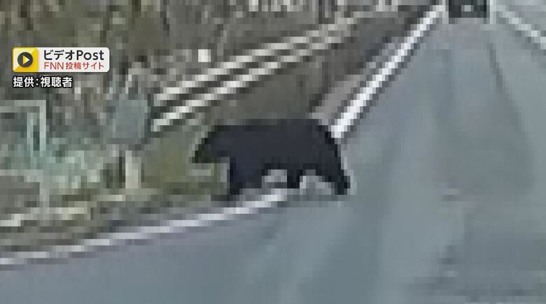 道路を横切るクマ（提供：視聴者）