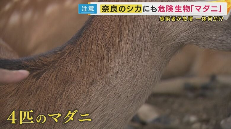 奈良公園のシカ