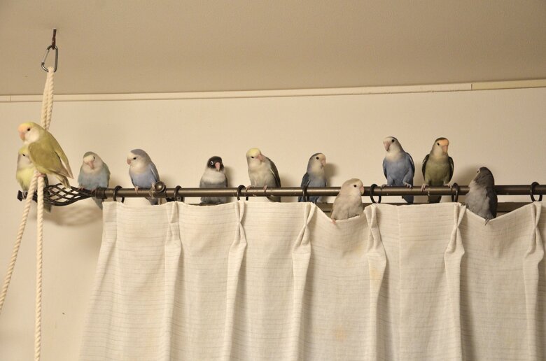 他の日のコザクラインコ組（左から5番目はボタンインコ）