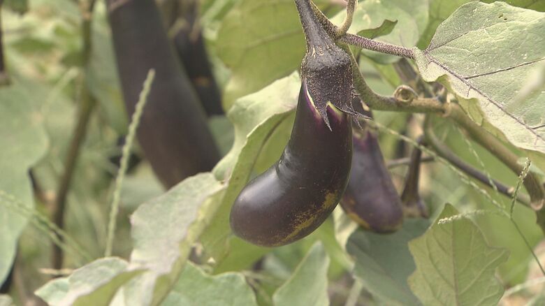 いわゆる「ヤミ畑」で野菜を栽培
