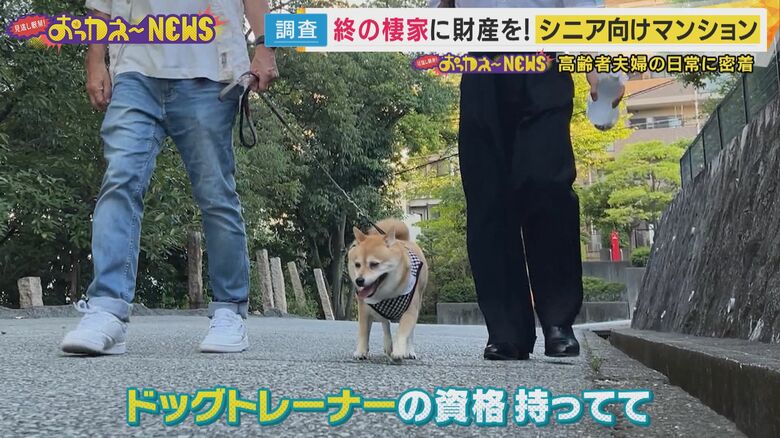 お友達の“だいちゃん”と散歩