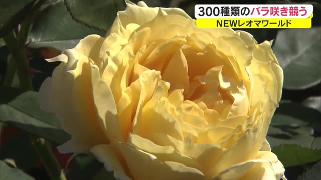 世界各国の300種類咲き競う…NEWレオマワールドで秋の大バラまつり【香川・丸亀市】
