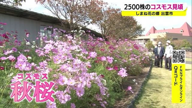 秋の夕日・・・薄明光線が美しい景色に彩り 2500株のコスモスも秋深まり告げる(島根)