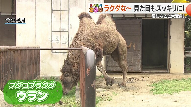 冬毛のウラン