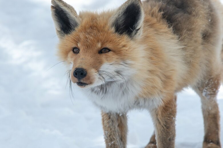 イメージ（キツネ）