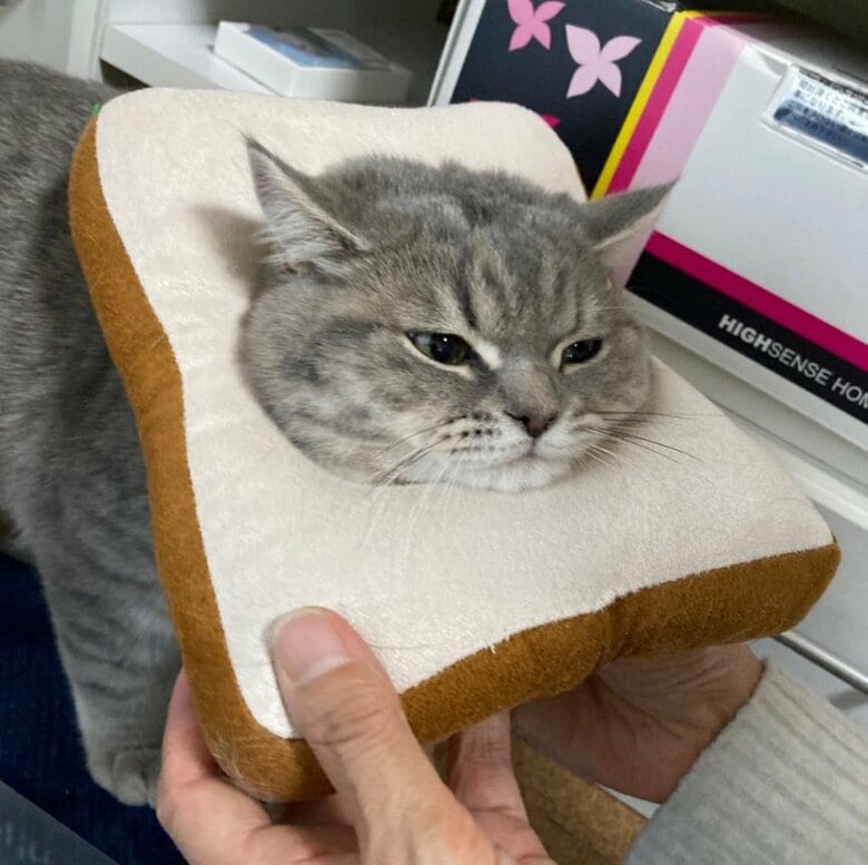 こちらは手術前に「練習」でエリザベスカラーを着けていたいわしくん。どことなく不満そう…