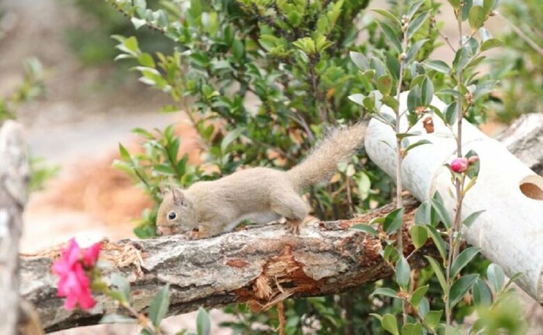 （提供：神戸どうぶつ王国）