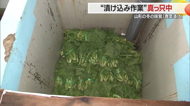青菜の漬け込み作業