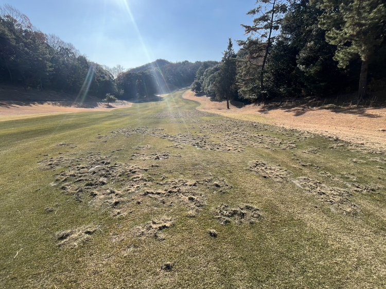 イノシシにボコボコに荒らされた芝生