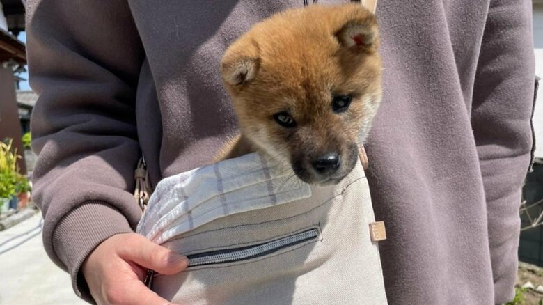 カンガルーのように運ばれることも
