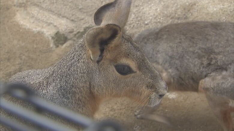 臨時休業で動物たちもさみしい？