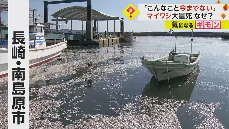 長崎県南島原市で漁船を囲むように浮かぶマイワシ