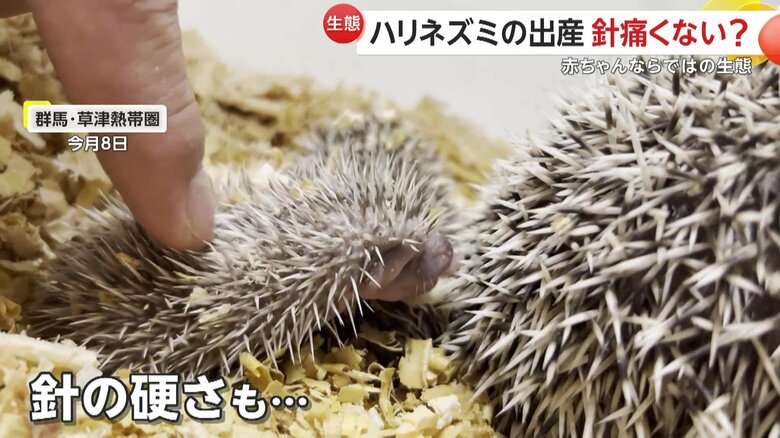 針はやわらかく、生まれる際は皮膚に埋もれているハリネズミの赤ちゃん