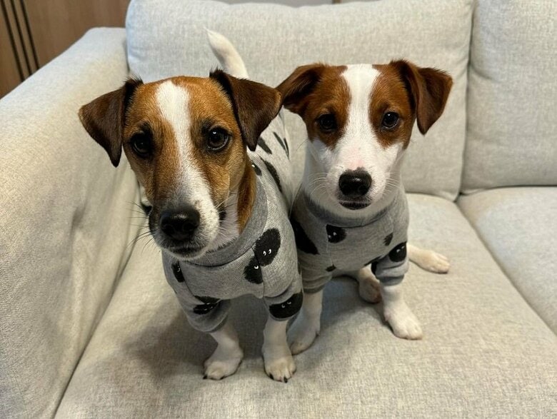左：だいずくん　右：“弟”犬のとろろくん