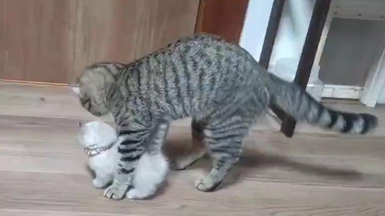 らむねちゃんの上に移動する、もろこしくん