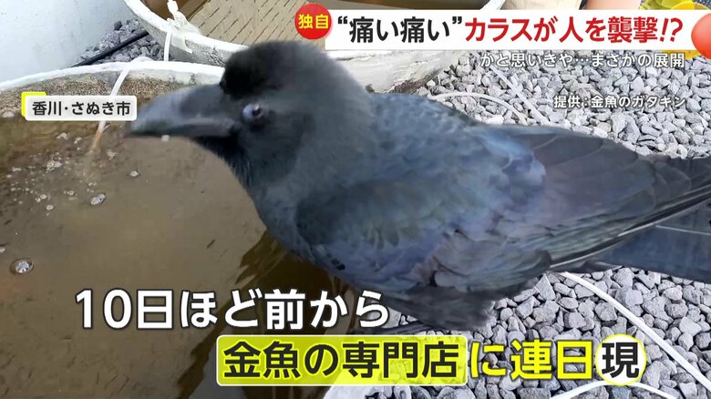 10日ほど前から金魚の専門店に連日現れていたという野生のカラス