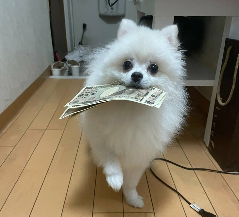 お金を見つけ出したワンちゃん