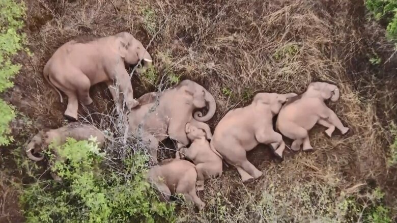 森の中で眠るゾウたち