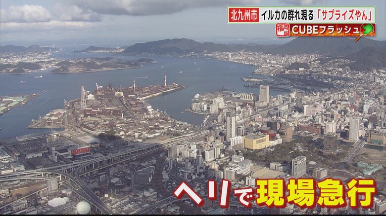 果たしてイルカの群れは…