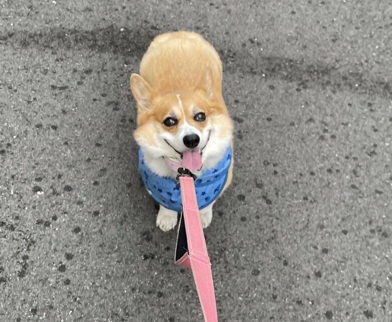 雨が降ってきたのに抱っこしてとストップ