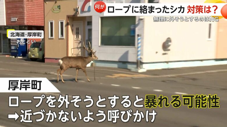 ロープを外そうとするとシカが暴れる可能性があるという
