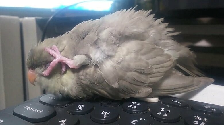 がっつりと頭をつかんでいる