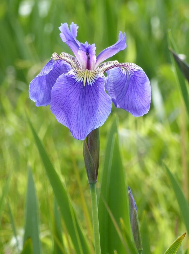 紀子さまのお印　檜扇菖蒲