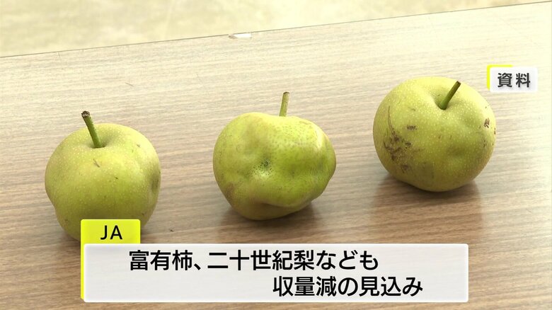 カメムシ被害にあった梨