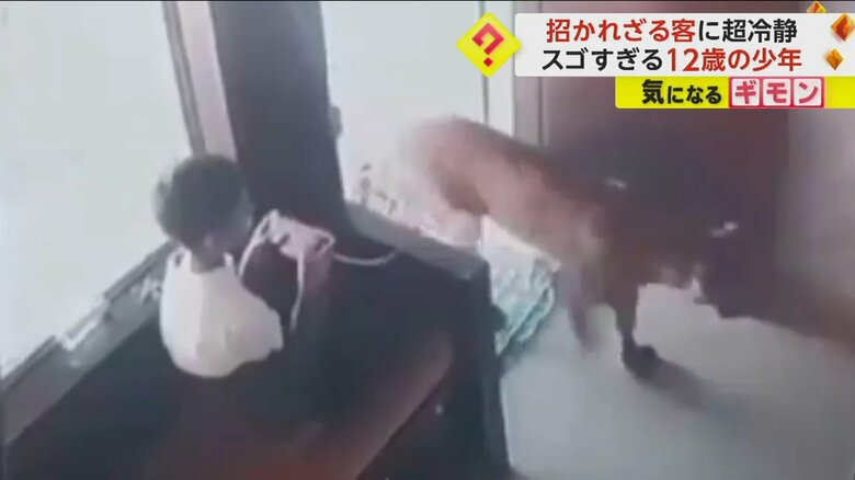 少年の前に現れた野生のヒョウ