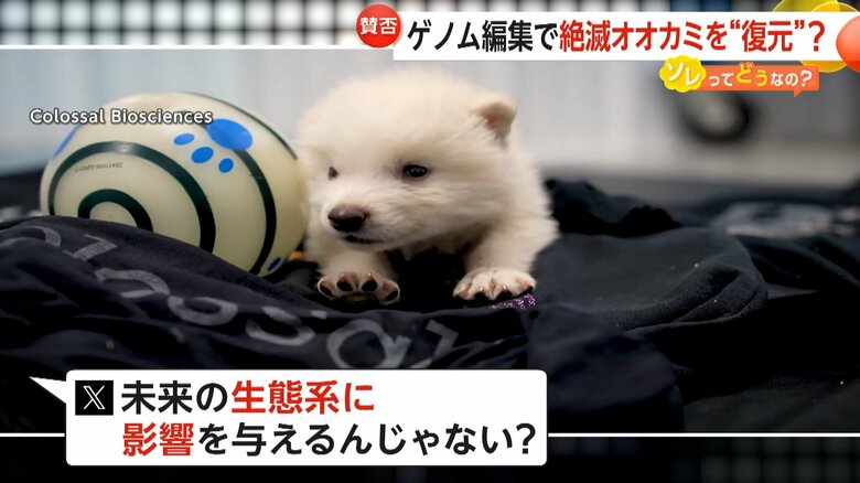 生態系への影響を懸念するSNSでの反応