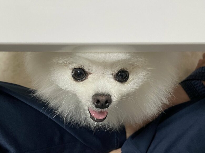 机の下からのぞく